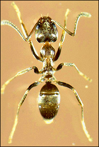 Argentine ant, AFP