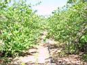 Plantas irrigadas por mangueira, maio 2003