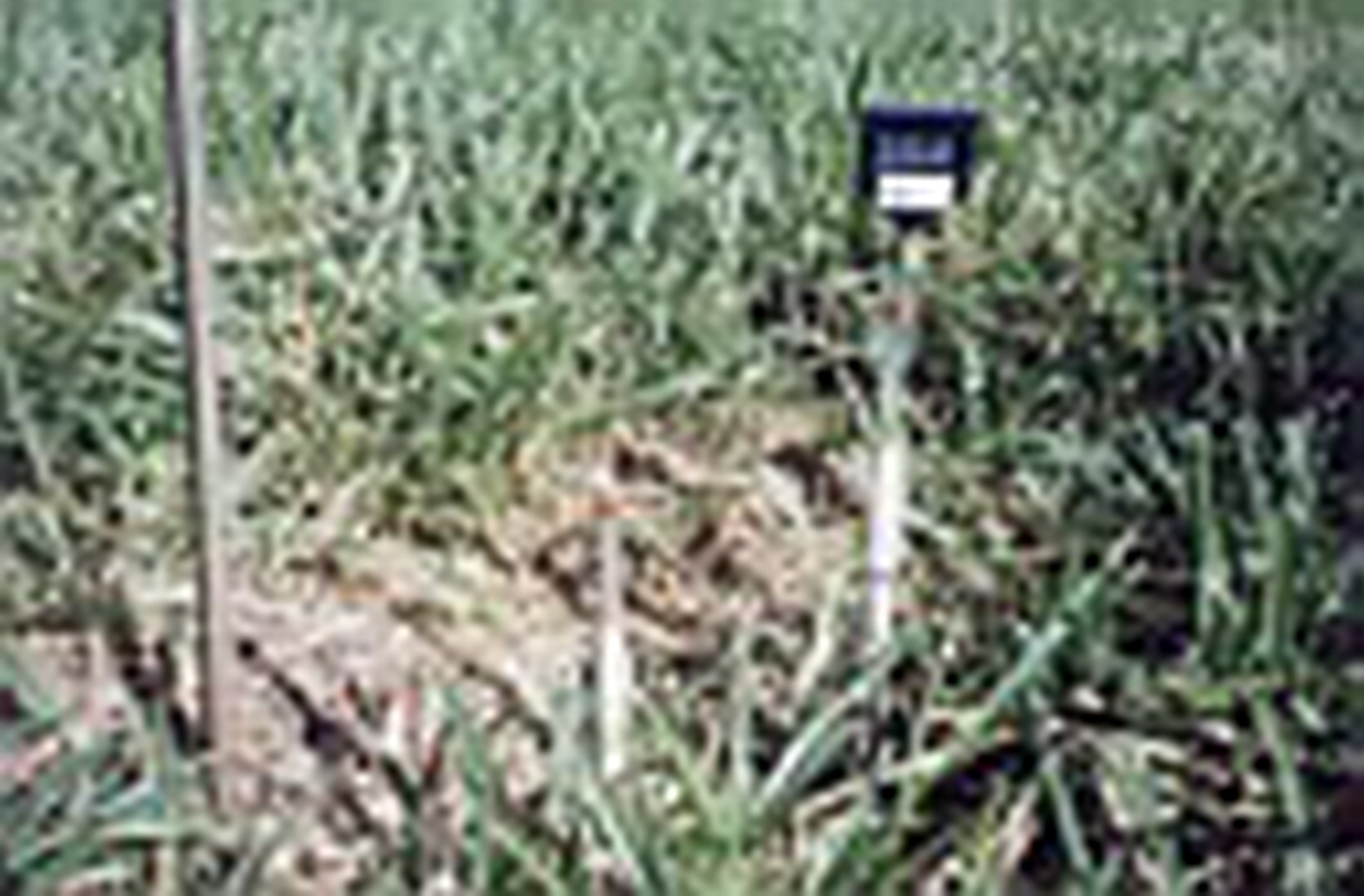 Manejo da irrigação via solo (tensiômetro de punsão).