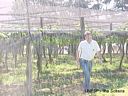 Professor Fernando Braz Tangerino Hernandez da Área de Hidráulica e Irrigação da UNESP Ilha Solteira saindo de uma parreira de uva irrigada por aspersão sobre copa.