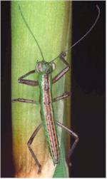 A specimen of a new order of insects, Mantophasmatodea. Photo by Dr Mike Picker. 