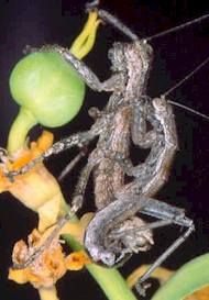 A specimen of a new order of insects, Mantophasmatodea. Photo by Dr Mike Picker.