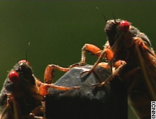 The insects have bright red eyes and tiny hooks on their legs. They don't bite or sting.
