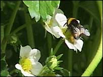 Imported bees quickly distribute pollen from flower to flower