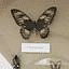 A display of insects is part of the S.F. Zoo's new bus sh...