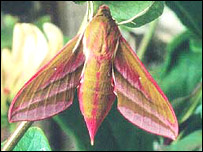 Image: Courtesy of Roy Leverton, Butterfly Conservation