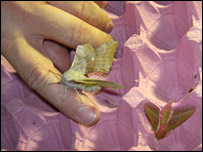 An elephant hawkmoth (right) is among the catch