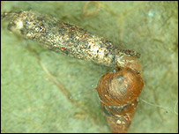 <i>Hyposmocoma molluscivora</i>, Science