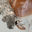 This caterpillar discovered by a former UC Berkeley biolo...
