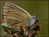 <i>Agrodiaetus</i> butterfly, Harvard University