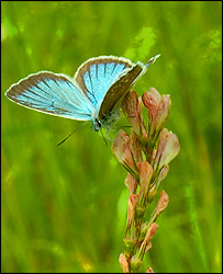 <i>Agrodiaetus</i> butterfly, Harvard University