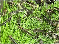 Locusts on the ground, BBC