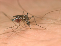 Image of a mosquito