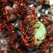 Fire ants may finally have met their match (and end) in the phorid fly.