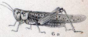 Photo: An entomologist's drawing of a Rocky Mountain locust