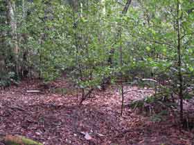 Photo: Devil's garden