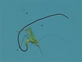 Photo: A parasite hairworm leaves its drowned grasshopper host