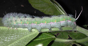 Photo: A caterpillar