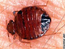 story.bedbug.ap.jpg