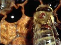 Varroa mites on honey bee, Vita Europe